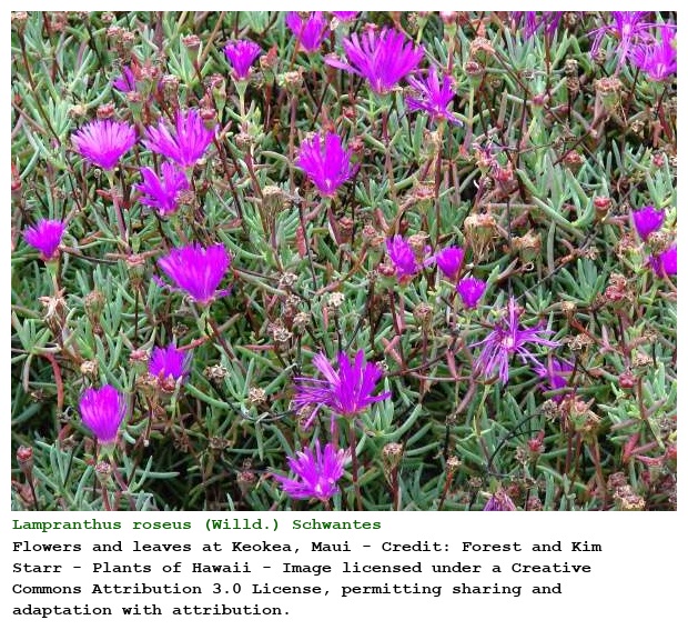 Lampranthus roseus (Willd.) Schwantes